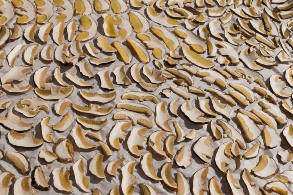 Sliced mushrooms drying in the sun
